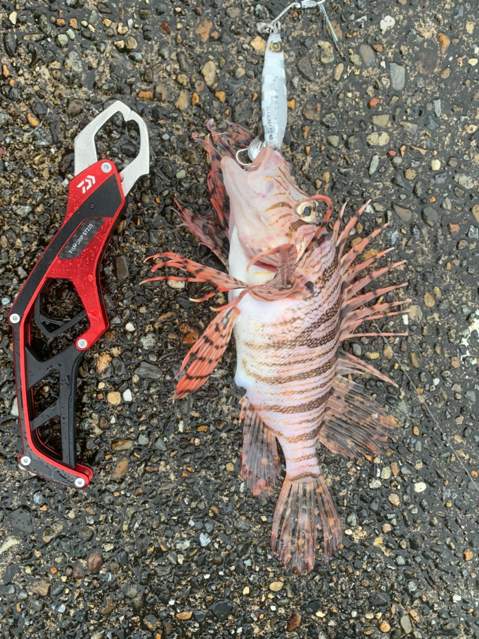DAIWA 24セルテート LT5000D-XHの最安値・インプレ・釣果 | 本音 DAIWA 24セルテート LT5000D-XHの最安値・インプレ・釣果 | 本音