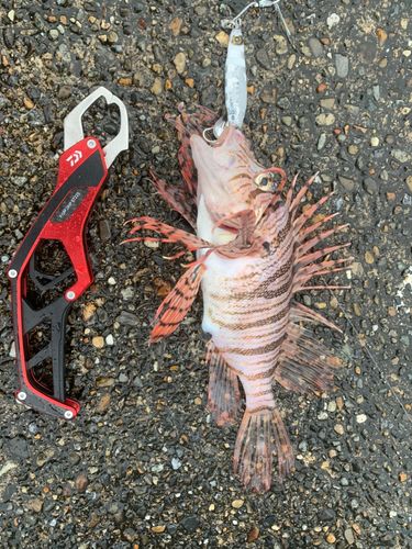 ミノカサゴの釣果