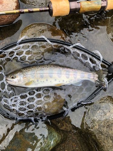 ヤマメの釣果