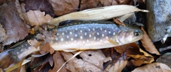 ヤマメの釣果
