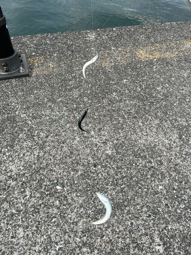 サバの釣果