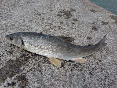 ウグイの釣果