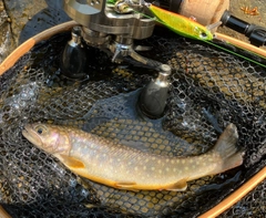 イワナの釣果