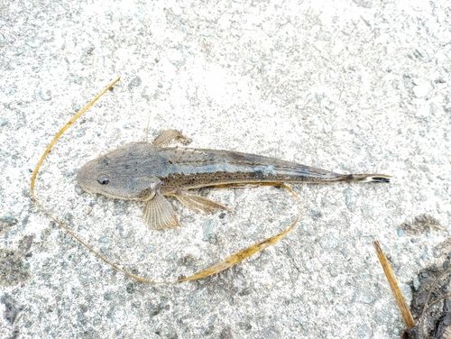 ネズミゴチの釣果
