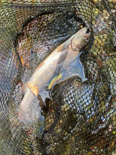 イワナの釣果