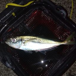 アジ