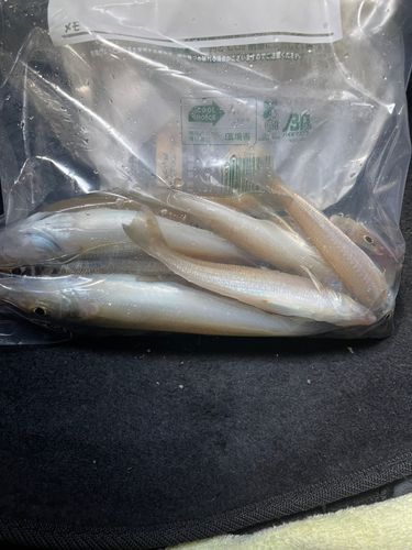 キスの釣果