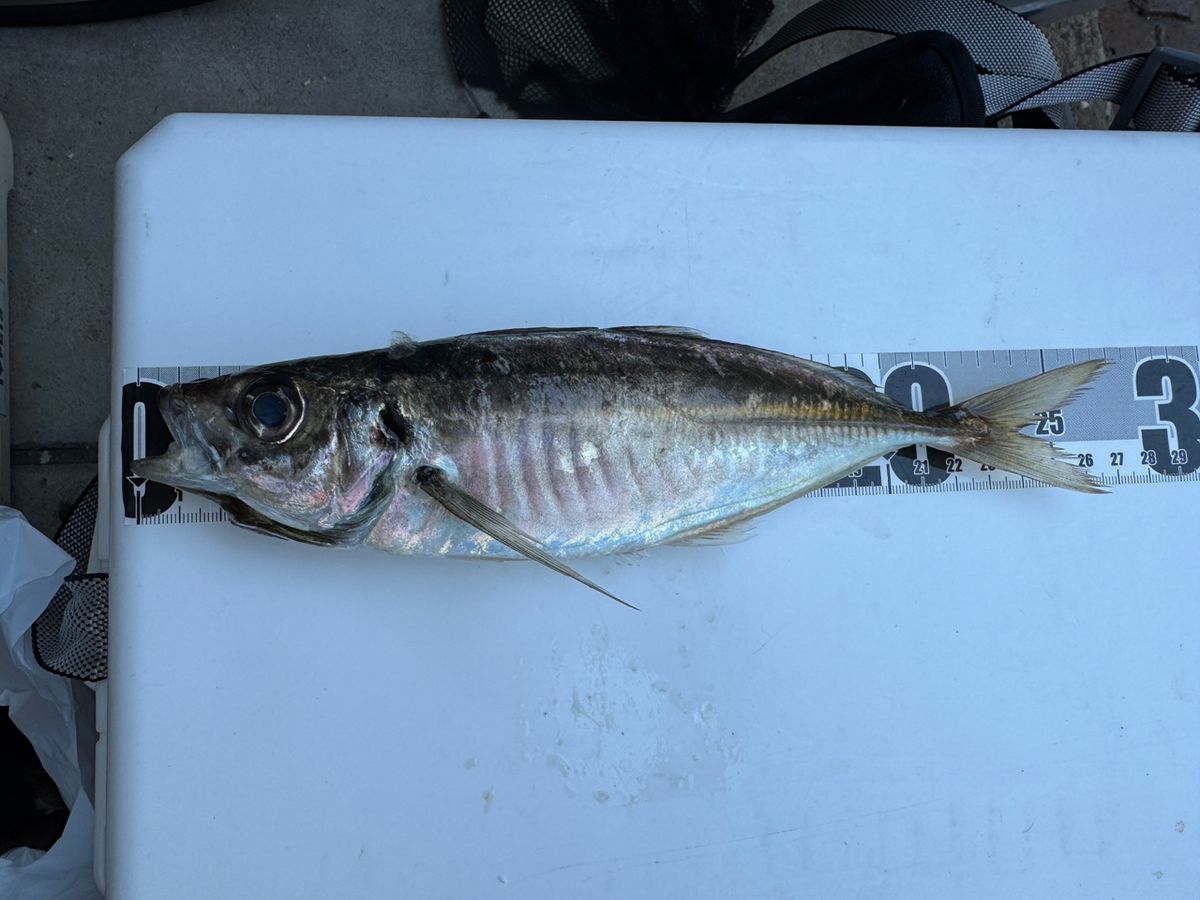 わんこわんさんの釣果 3枚目の画像