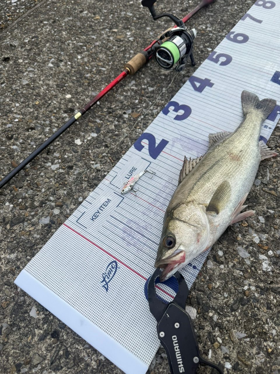 SHIMANO 18ワールドシャウラ 2831R-2の最安値・インプレ・釣果