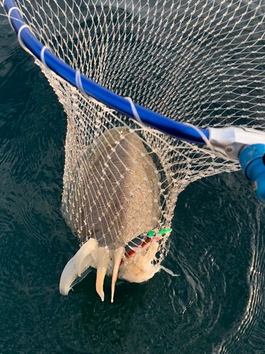 モンゴウイカの釣果