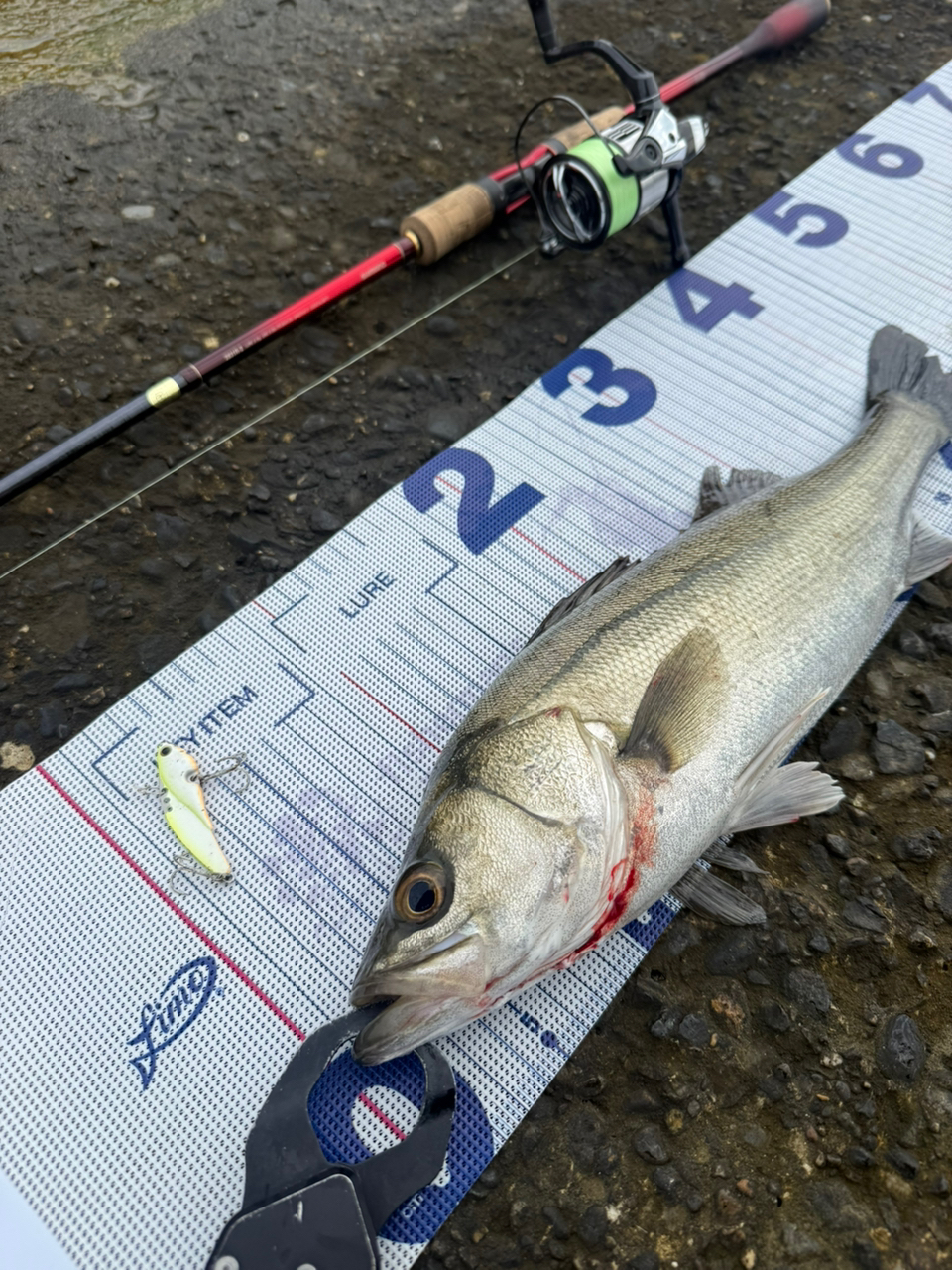 SHIMANO 18ワールドシャウラ 2831R-2の最安値・インプレ・釣果 SHIMANO 18ワールドシャウラ 2831R-2の最安値・インプレ・釣果