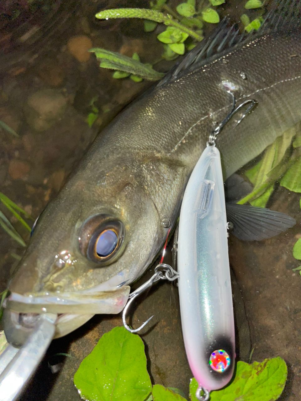 セイゴ（マルスズキ）