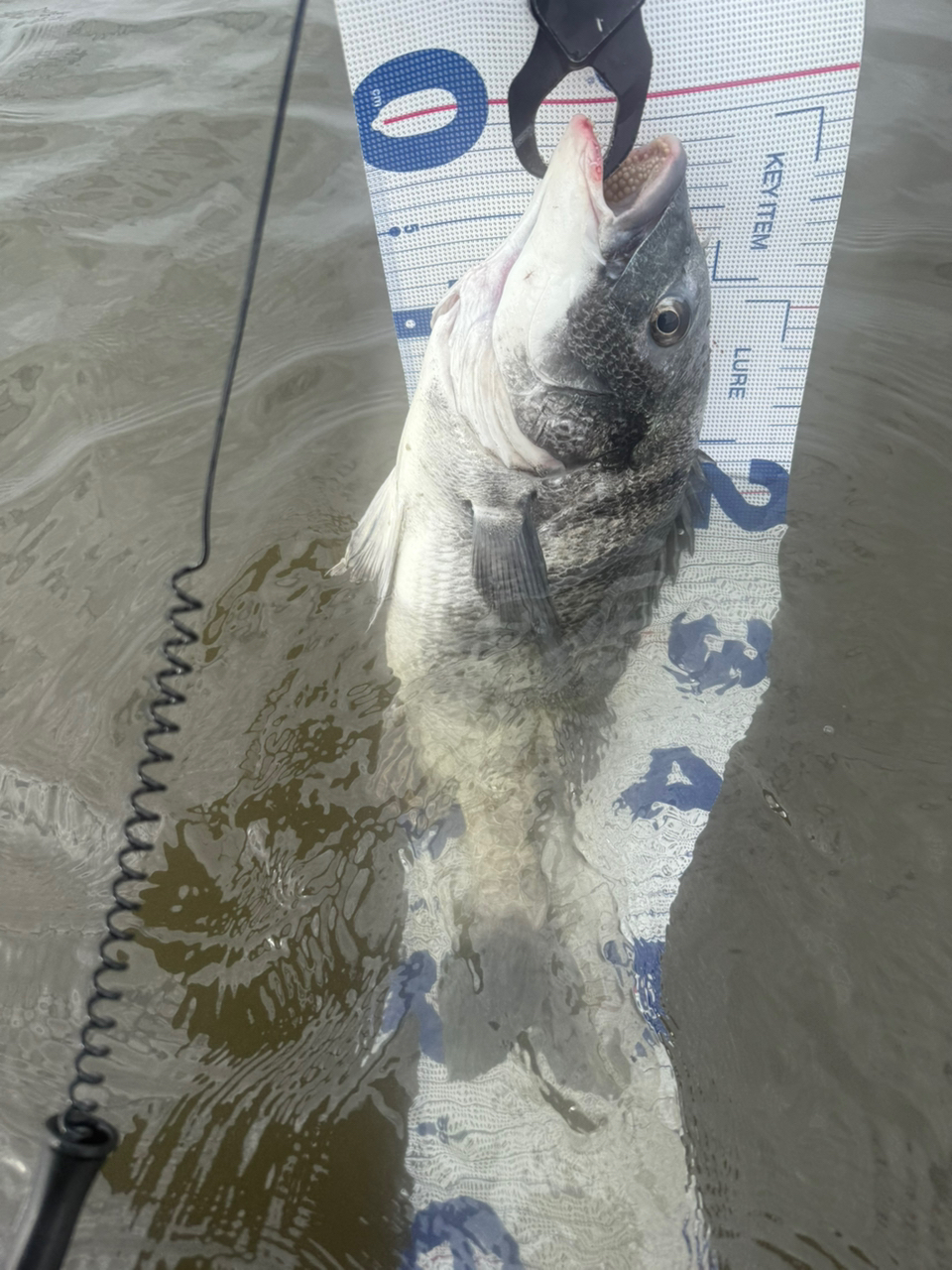 SHIMANO 18ワールドシャウラ 2831R-2の最安値・インプレ・釣果 SHIMANO 18ワールドシャウラ 2831R-2の最安値・インプレ・釣果