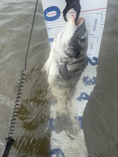 チヌの釣果