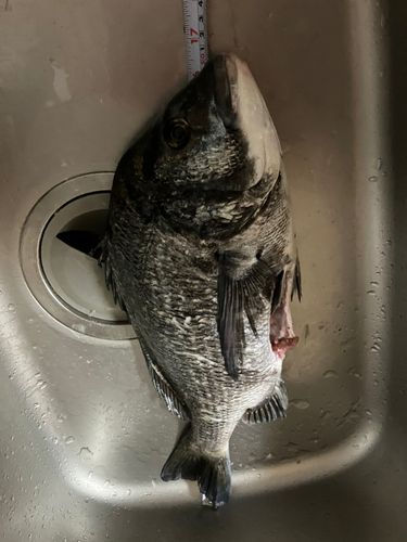 クロダイの釣果