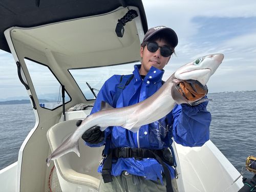 エドアブラザメの釣果