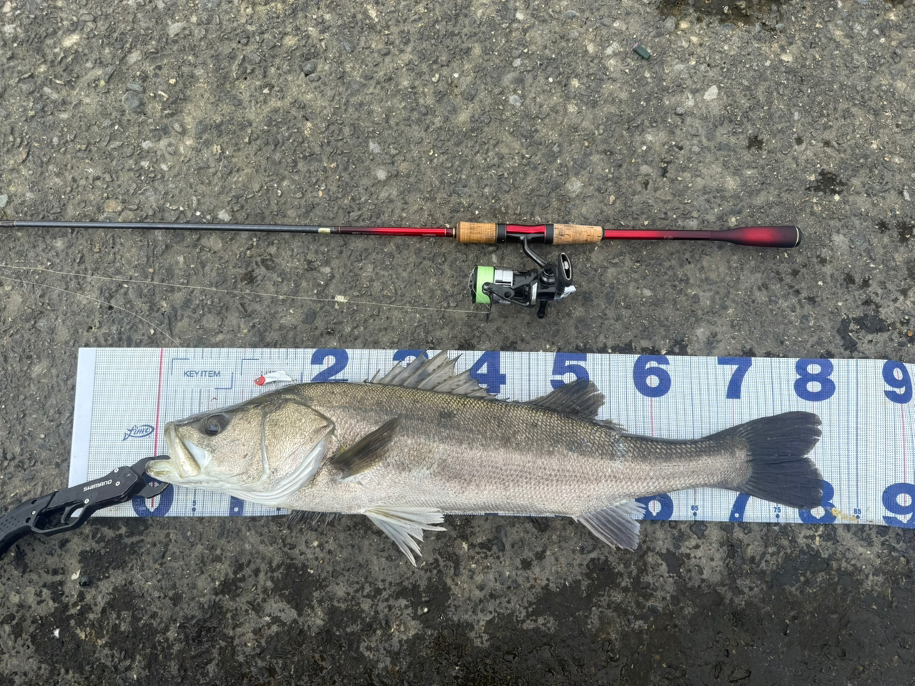 SHIMANO 18ワールドシャウラ 2831R-2の最安値・インプレ・釣果 SHIMANO 18ワールドシャウラ 2831R-2の最安値・インプレ・釣果