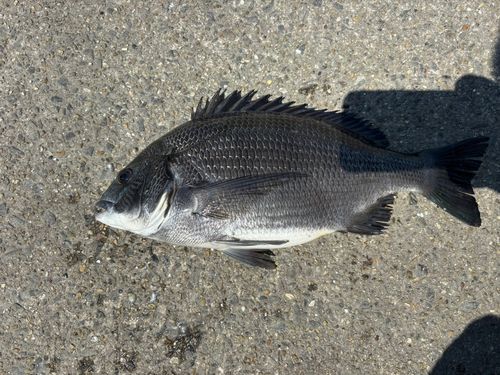 クロダイの釣果