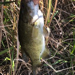 スモールマウスバス