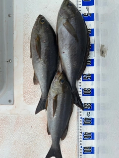 イサキの釣果