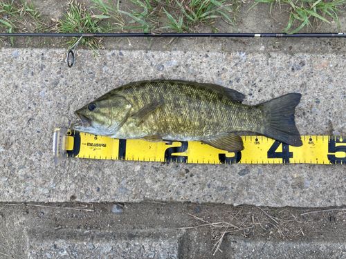 スモールマウスバスの釣果