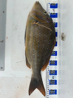 ハマフエフキの釣果