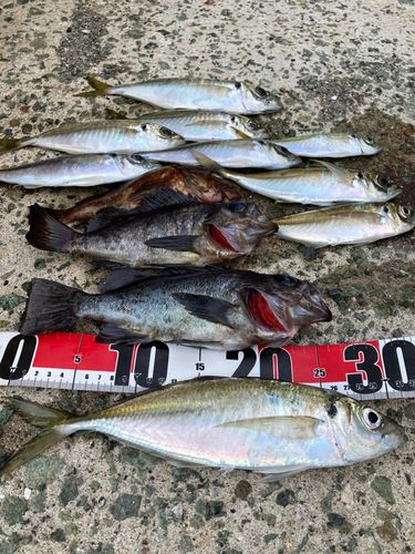 アジの釣果