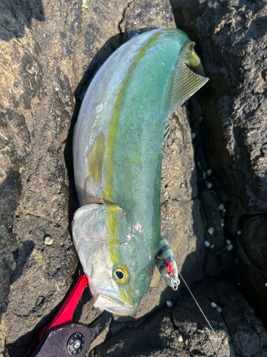 フクラギの釣果