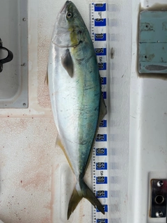 ワラサの釣果