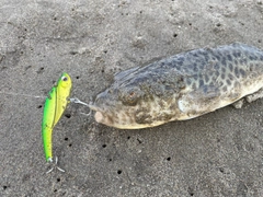 アカメフグの釣果