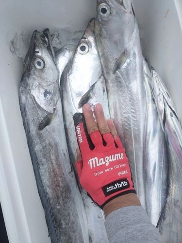 タチウオの釣果