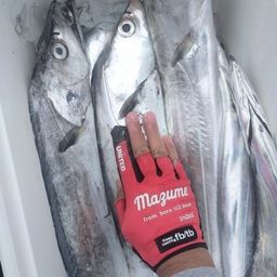 タチウオ