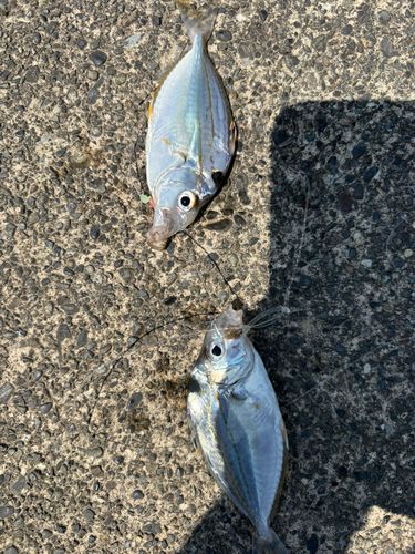 ヒイラギの釣果