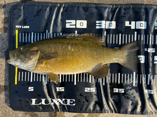 スモールマウスバスの釣果