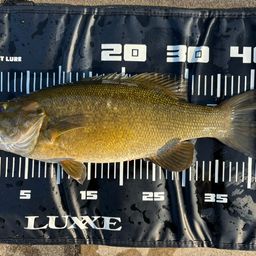 スモールマウスバス