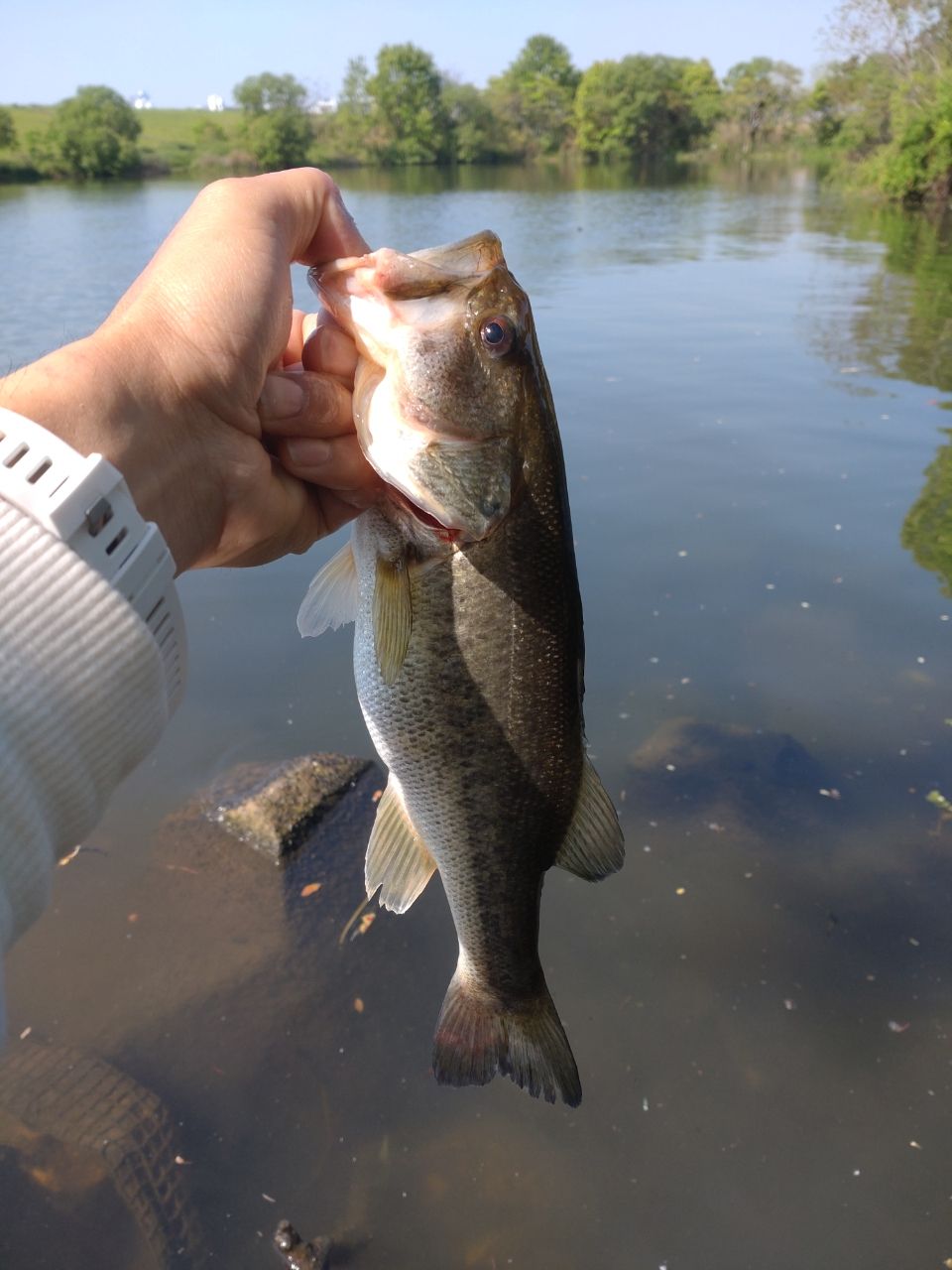 ラージマウスバス