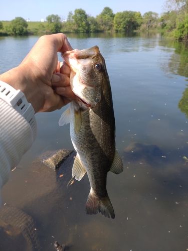 ラージマウスバスの釣果