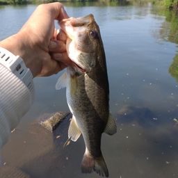 ラージマウスバス