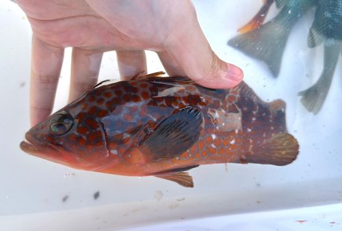 キジハタの釣果