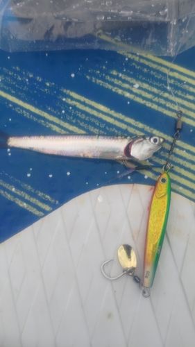 サバの釣果