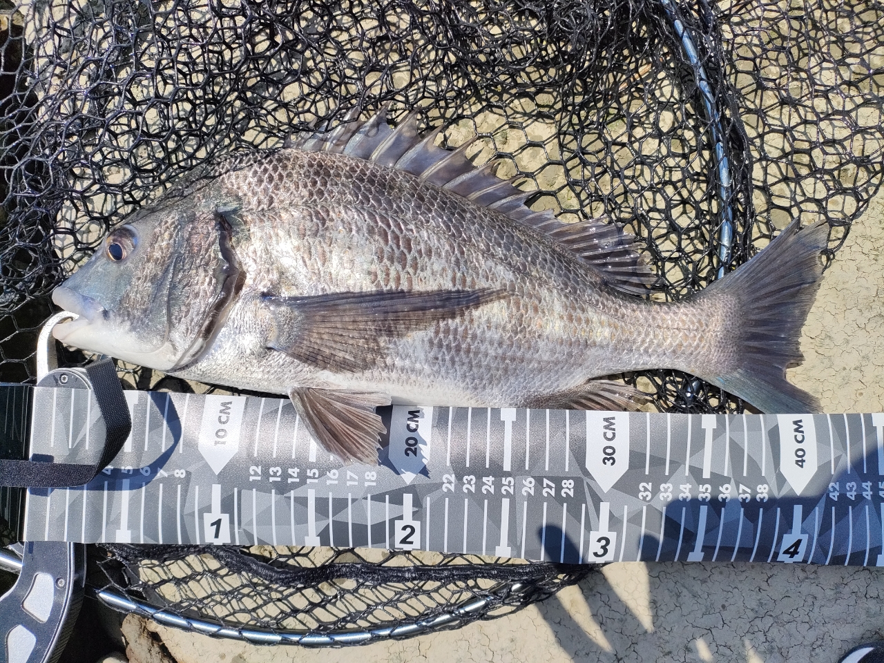 SHIMANO 19ブレニアス B74ML-Sの最安値・インプレ・釣果 | 本音 SHIMANO 19ブレニアス B74ML-Sの最安値・インプレ・釣果 | 本音