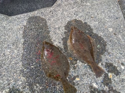 メイタガレイの釣果