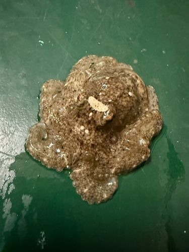 イイダコの釣果