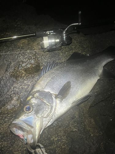 ヒラスズキの釣果