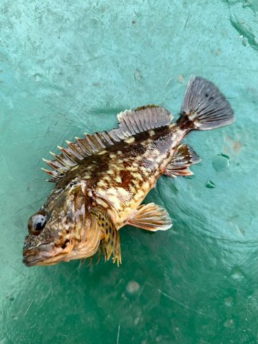 カサゴの釣果