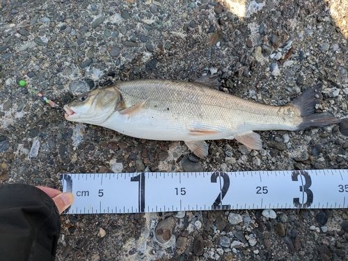 ウグイの釣果