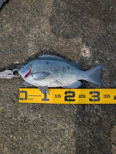 メジナの釣果