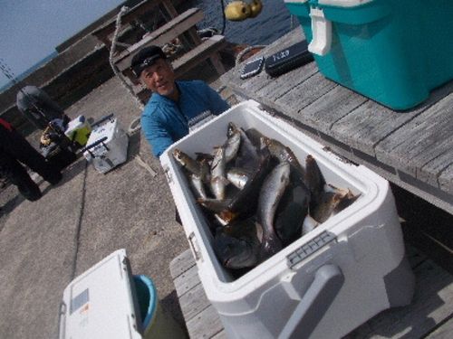イサキの釣果