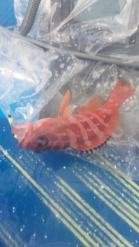 アカハタの釣果