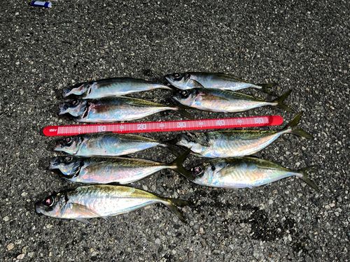 アジの釣果